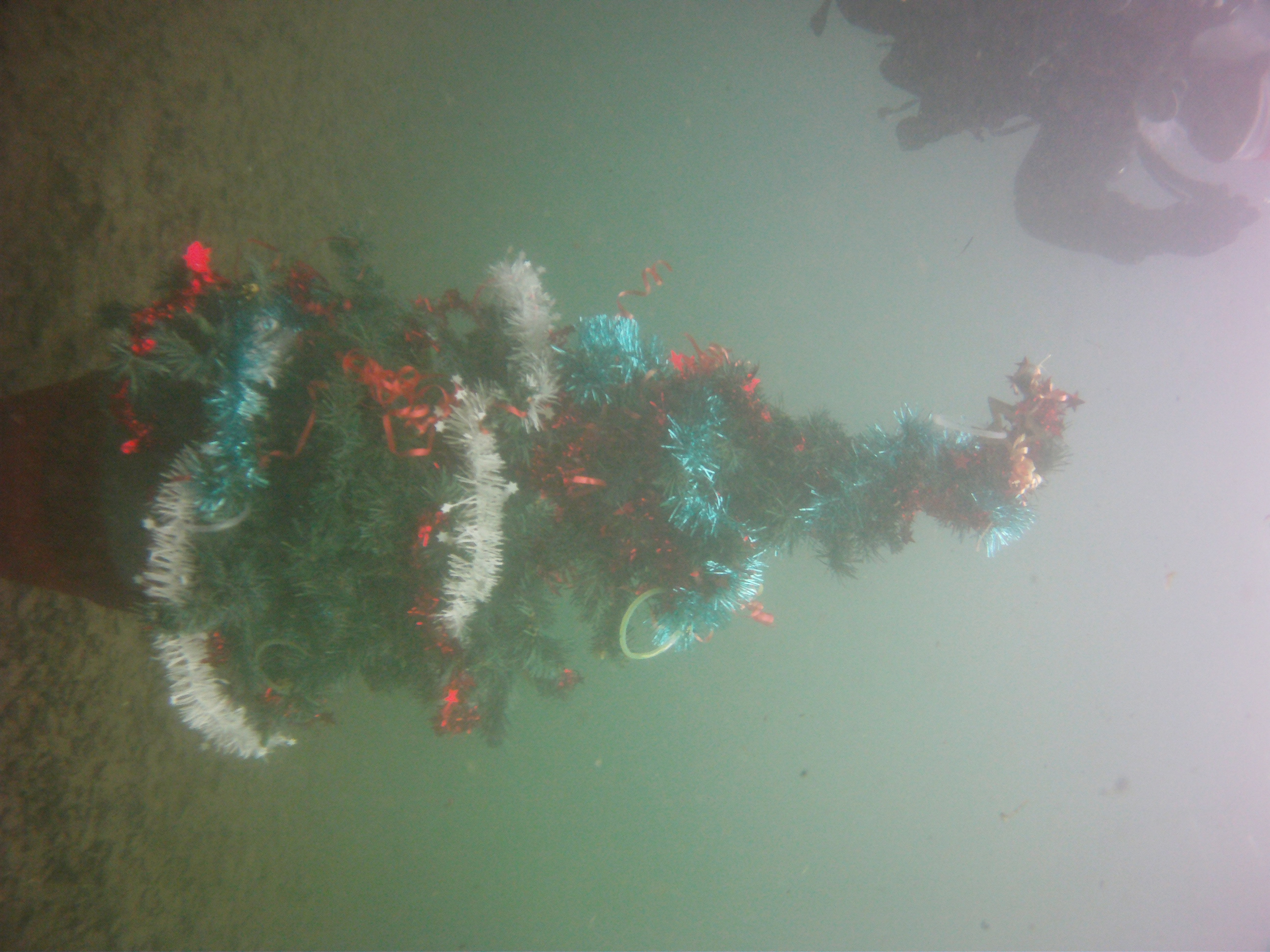 Weihnachtsbaum2015 694