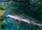 IMG-20250816-WA0059
