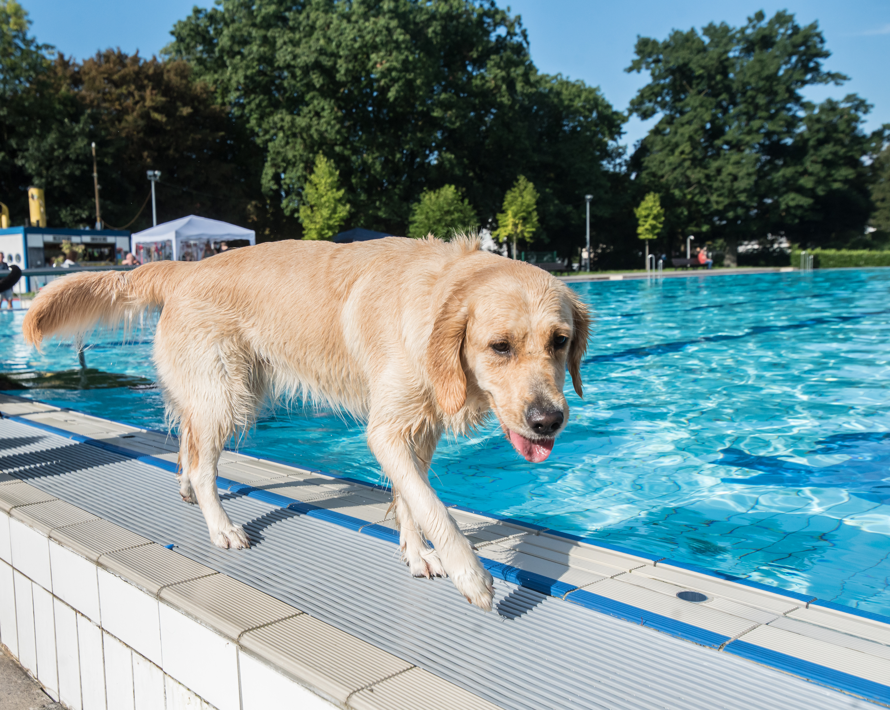 TCT Hundeschwimmen